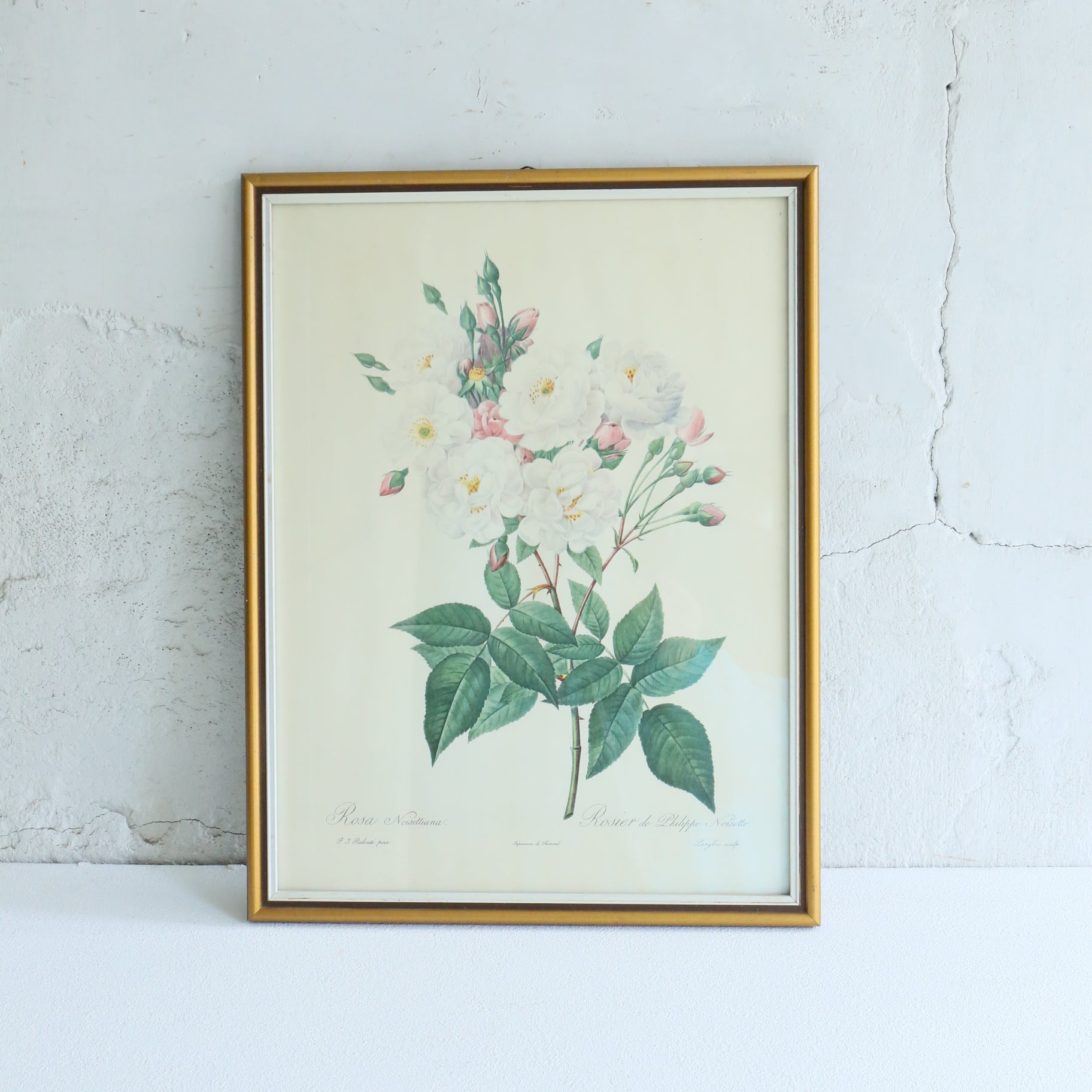 Antique Botanical Painting 202501151