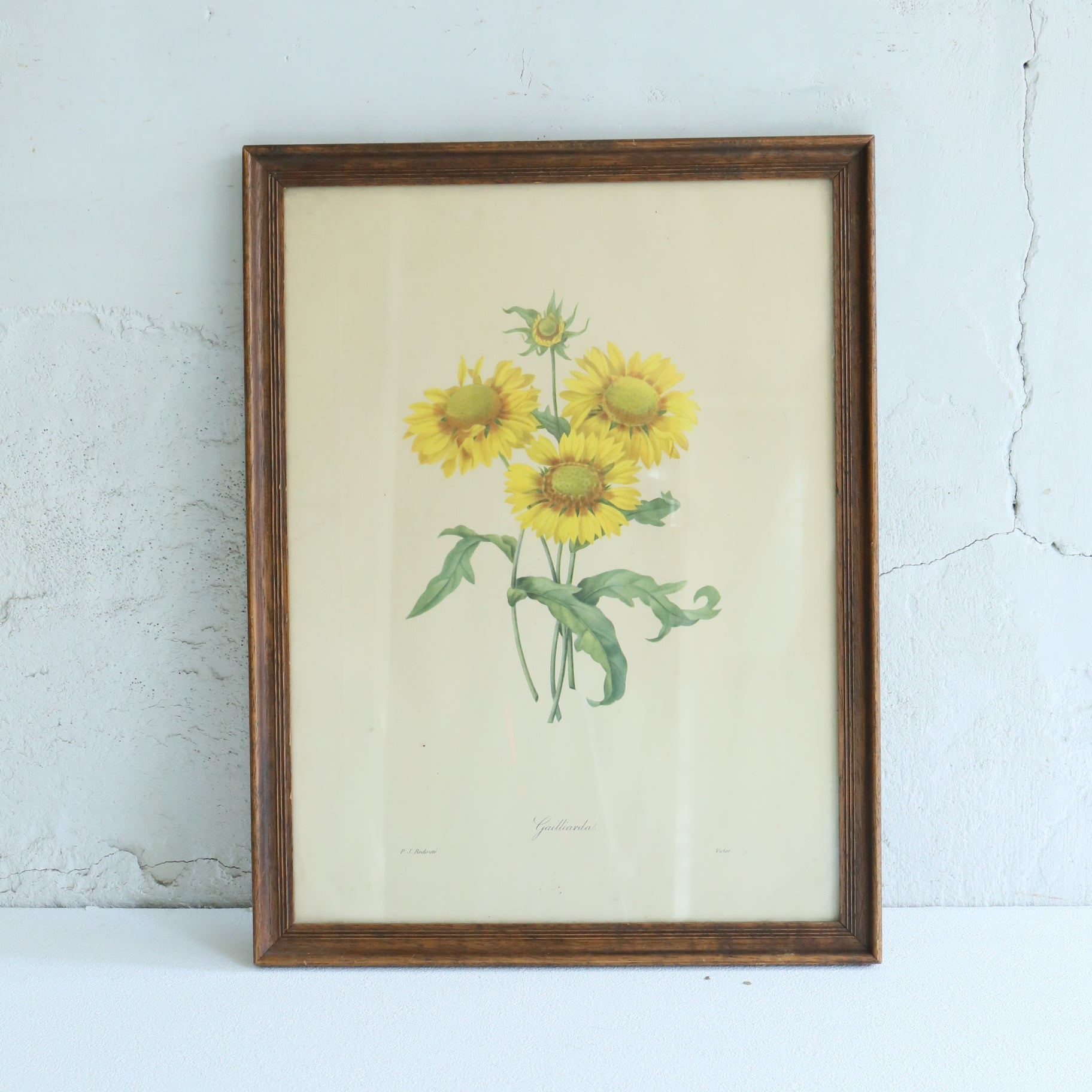 Antique Botanical Painting 202501155