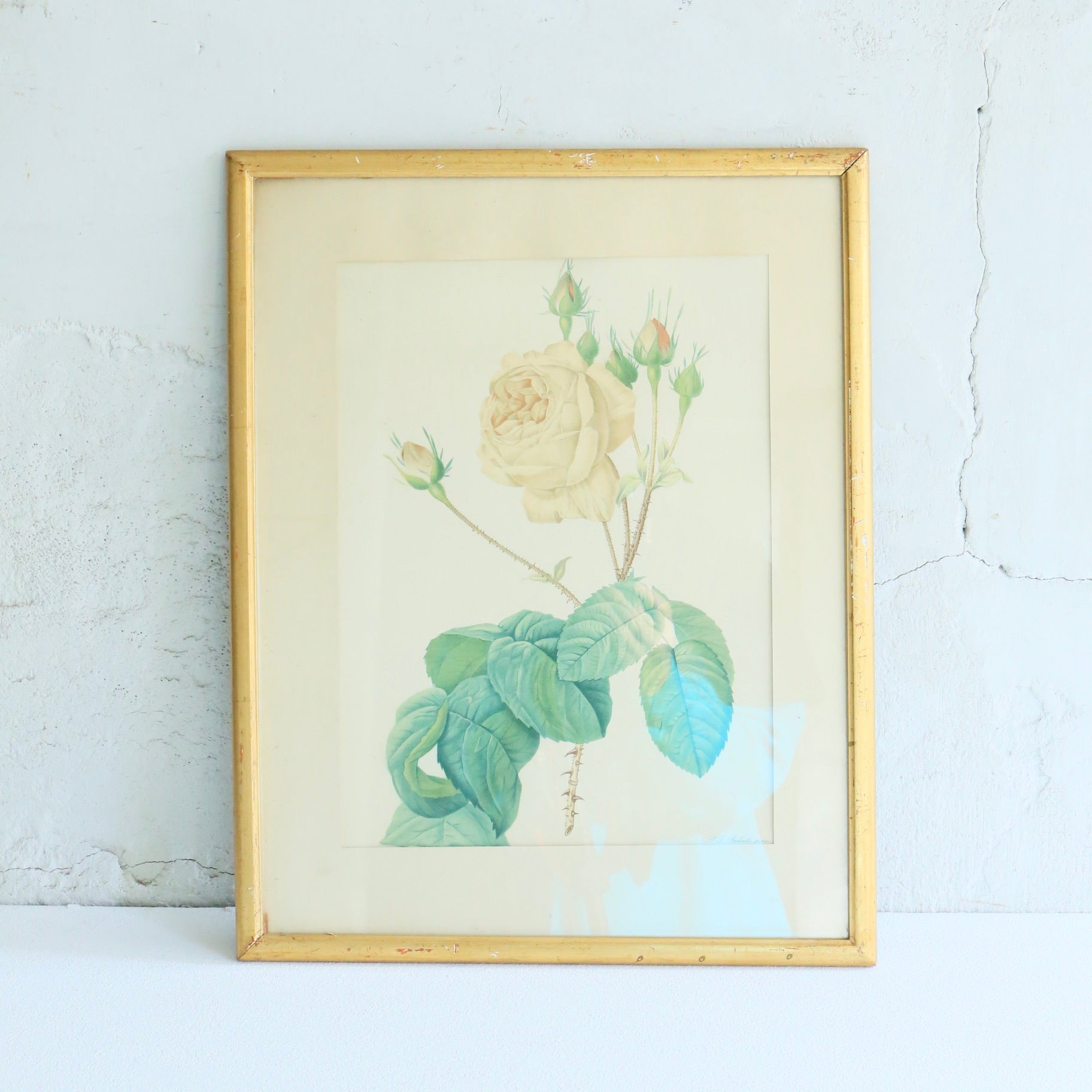 Antique Botanical Painting 202501154