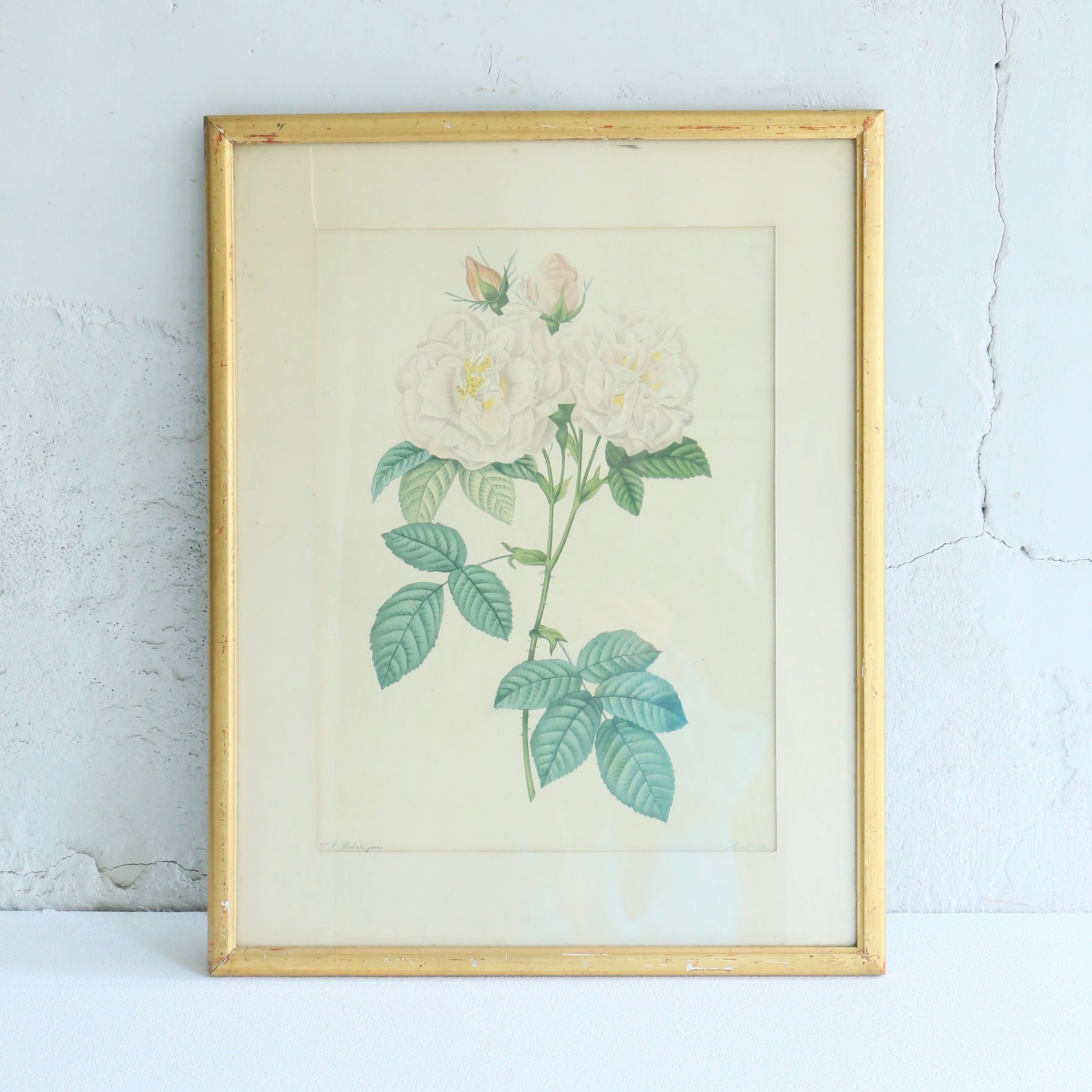 Antique Botanical Painting 202501153