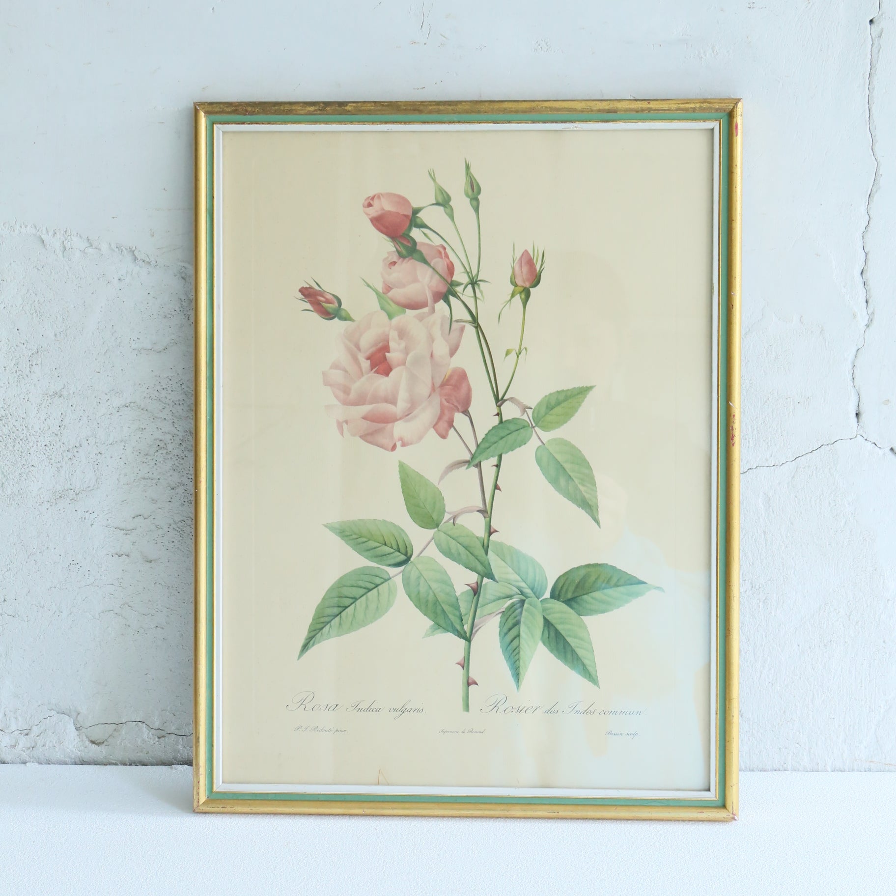 Antique Botanical Painting 202501152